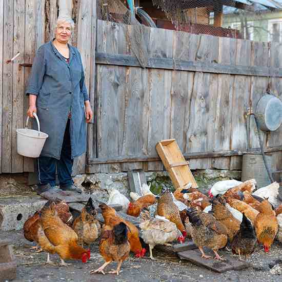Learn your local laws regarding raising chickens and other fowls.